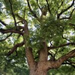 【絶対切れない神の木】名古屋・国道41号線の真ん中に立つ「東片端の大楠」に纏わる「祟り」と「処刑場」の真実