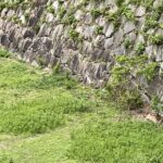 【12月導入予定!】名古屋城の「堀の鹿」絶滅危機を救う!京都市からの新メンバーと愛すべき親子の物語